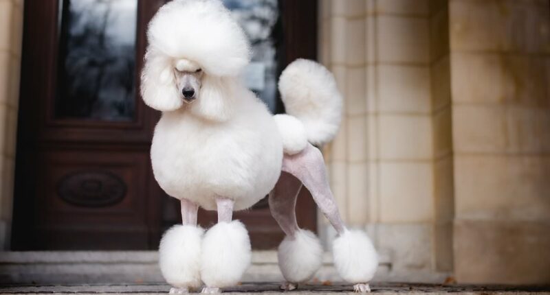 The Competition & Markets Authority is the watchdog that fails to bark - let alone bite, says ALEX BRUMMER