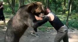 Tyson Fury's 6ft 6in boxing comeback opponent is filmed wrestling a 400kg BEAR in the woods in bizarre footage
