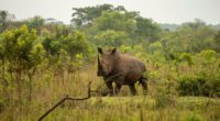 Uganda reintroduces rhinos into a protected area after they were poached to near-extinction