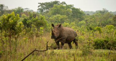 Uganda reintroduces rhinos into a protected area after they were poached to near-extinction