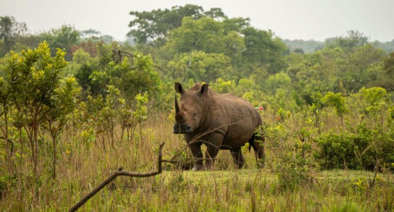 Uganda reintroduces rhinos into a protected area after they were poached to near-extinction