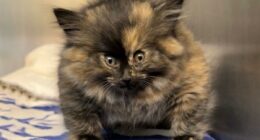 Viral 'Puff Kitty' Zoe recovers in Palm Springs