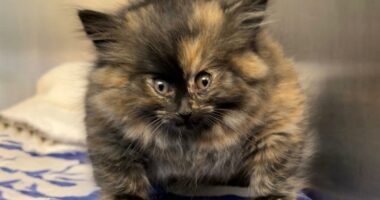 Viral 'Puff Kitty' Zoe recovers in Palm Springs