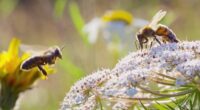 WATCH: National Geographic's un-bee-lievable trailer for new series 'Secrets of the Bees' from executive producer James Cameron