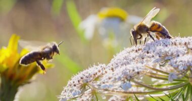 WATCH: National Geographic's un-bee-lievable trailer for new series 'Secrets of the Bees' from executive producer James Cameron