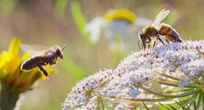 WATCH: National Geographic's un-bee-lievable trailer for new series 'Secrets of the Bees' from executive producer James Cameron