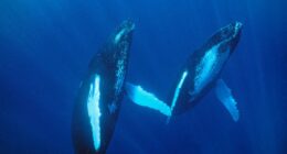 Whale songs get better with age, and the tunes get the gals
