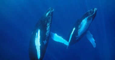 Whale songs get better with age, and the tunes get the gals