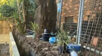 Wild legal battle over a tree in one of Australia's wealthiest suburbs