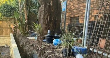 Wild legal battle over a tree in one of Australia's wealthiest suburbs