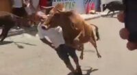Wild moment raging bull knocks festivalgoer out with a flying headbutt