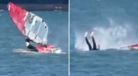 Windsurfer collides with whale in unbelievable video