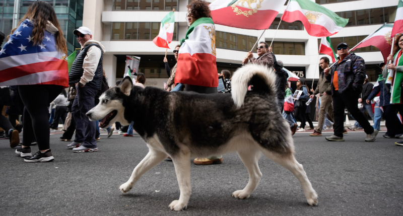 With dogs, dance and uncovered hair, Iranians defy 'unholy alliance' of socialists, radicals: ‘Hypocrites!’