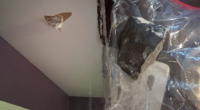 Woman claims space rock smashed into house after Houston-area blast rattles residents