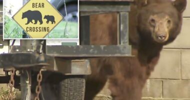 Woman narrowly escapes death after being attacked by a bear at her suburban Los Angeles home