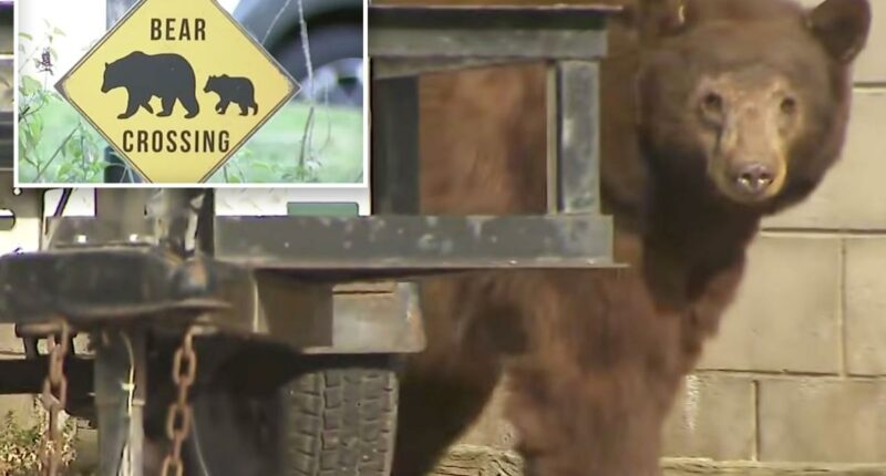 Woman narrowly escapes death after being attacked by a bear at her suburban Los Angeles home
