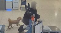 Woman who left dog at Las Vegas airport hit with arrest warrant