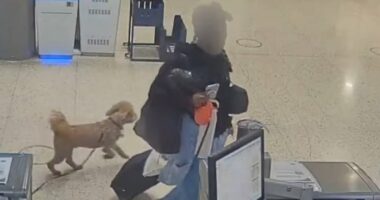 Woman who left dog at Las Vegas airport hit with arrest warrant