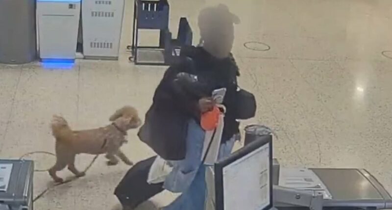 Woman who left dog at Las Vegas airport hit with arrest warrant