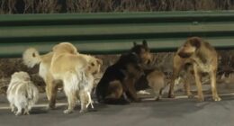 World gripped by seven stolen dogs who escaped Chinese meat factory
