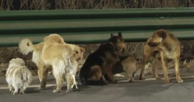 World gripped by seven stolen dogs who escaped Chinese meat factory