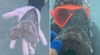 Wyoming teen Aiden Andrews discovers ancient megalodon shark tooth off Florida coast