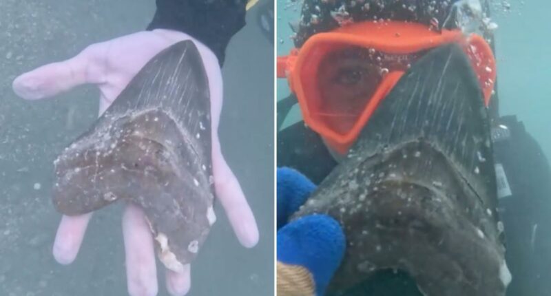 Wyoming teen Aiden Andrews discovers ancient megalodon shark tooth off Florida coast