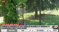 17-month-old stuck his hand into a wolf enclosure while parents were 'paying attention to their cellphones' 30 feet away: Police