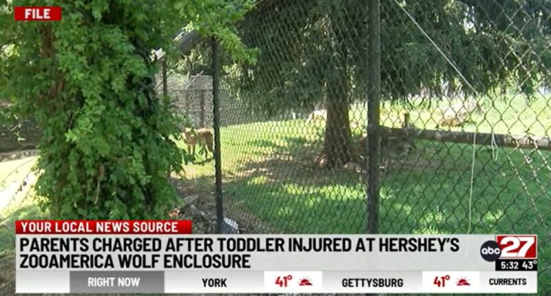 17-month-old stuck his hand into a wolf enclosure while parents were 'paying attention to their cellphones' 30 feet away: Police