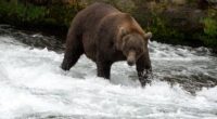2 US Army soldiers in Alaska injured in bear attack during training exercise