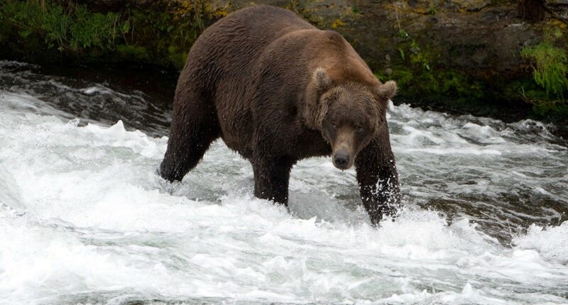 2 US Army soldiers in Alaska injured in bear attack during training exercise