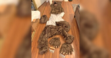 3 Southern California residents sentenced in bear suit insurance fraud scheme