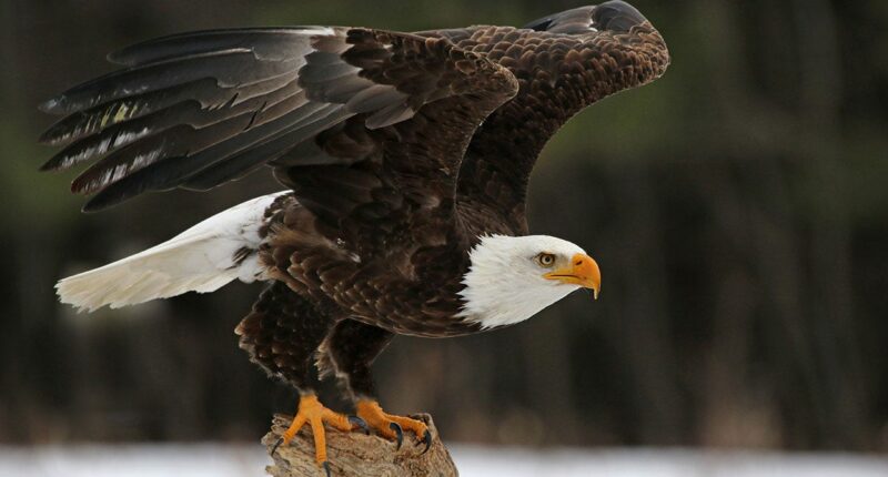 5 bald eagles found dead in Michigan, raising poaching concerns