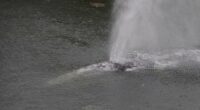 A gray whale that swam 20 miles up a Washington state river is found dead