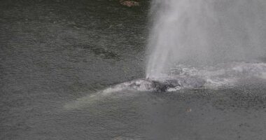 A gray whale that swam 20 miles up a Washington state river is found dead