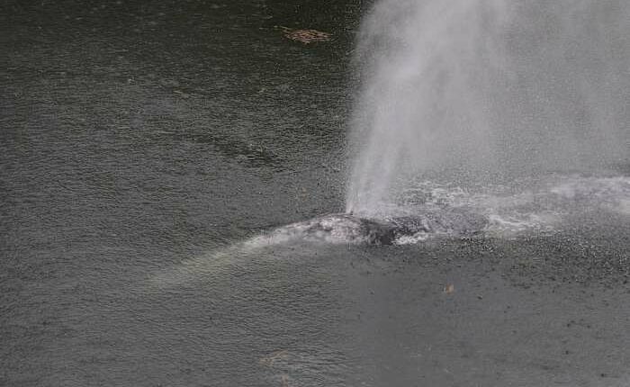 A gray whale that swam 20 miles up a Washington state river is found dead