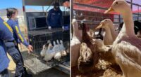 Activists erupt as rescued ducks are sold off like cheap chicken
