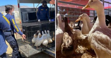 Activists erupt as rescued ducks are sold off like cheap chicken