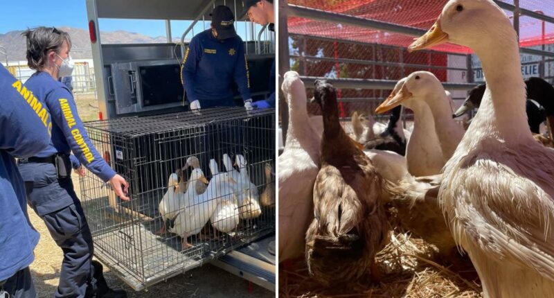 Activists erupt as rescued ducks are sold off like cheap chicken