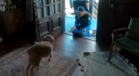 Adorable moment Artemis crew member returns home to a VERY happy dog