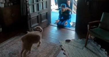 Adorable moment Artemis crew member returns home to a VERY happy dog