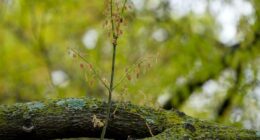 Allergy season is getting longer and worse. Here's how to fight back.