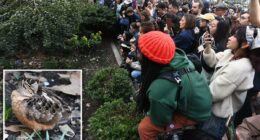 American Woodcock sighting in NYC making bird fans 'meep' with joy