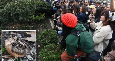 American Woodcock sighting in NYC making bird fans 'meep' with joy