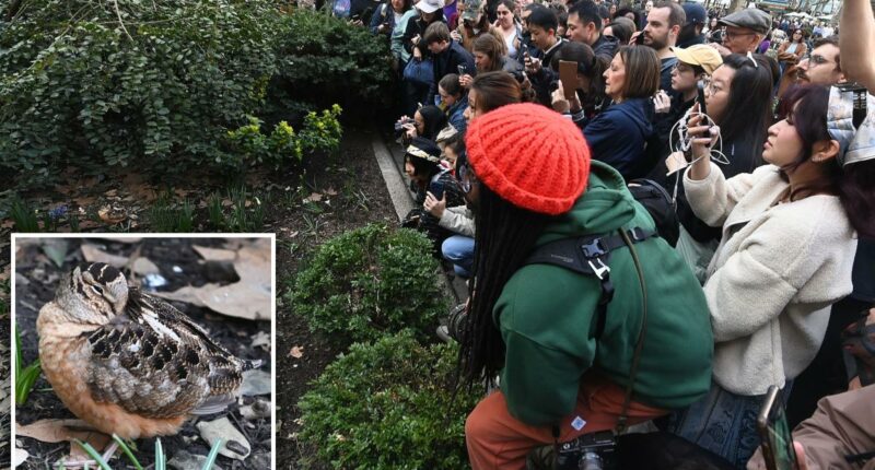American Woodcock sighting in NYC making bird fans 'meep' with joy