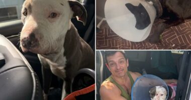 Animal abuse horror on Skid Row as dogs allegedly used to test drugs