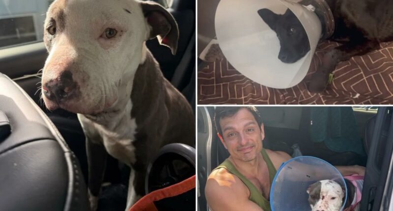 Animal abuse horror on Skid Row as dogs allegedly used to test drugs