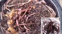Asian jumping worms found in California, officials issue warning