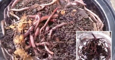 Asian jumping worms found in California, officials issue warning