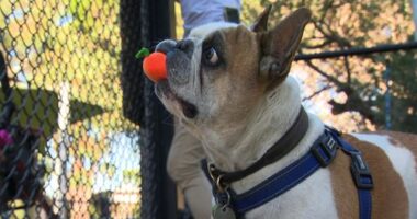 Aussie scientists develop injectable treatment to help flat-nosed dogs breathe easier